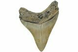 Fossil Megalodon Tooth - North Carolina #225805-1